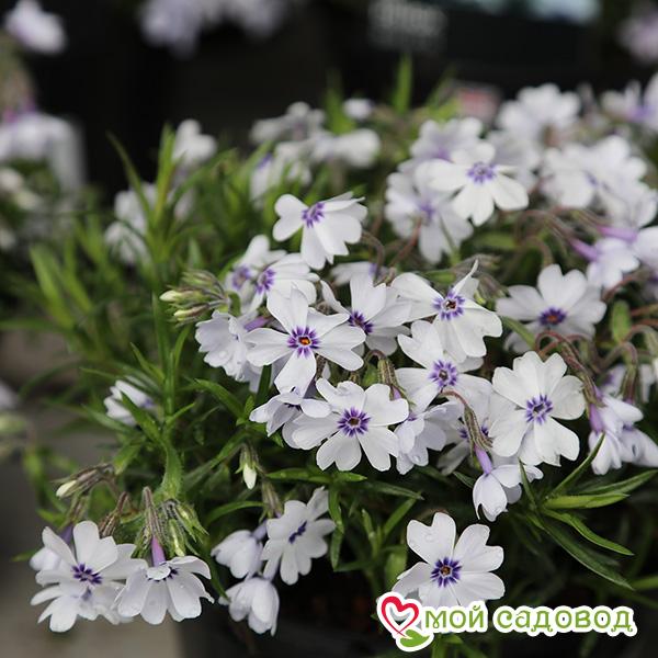 ФЛОКС ШИЛОВИДНЫЙ БАВАРИЯ