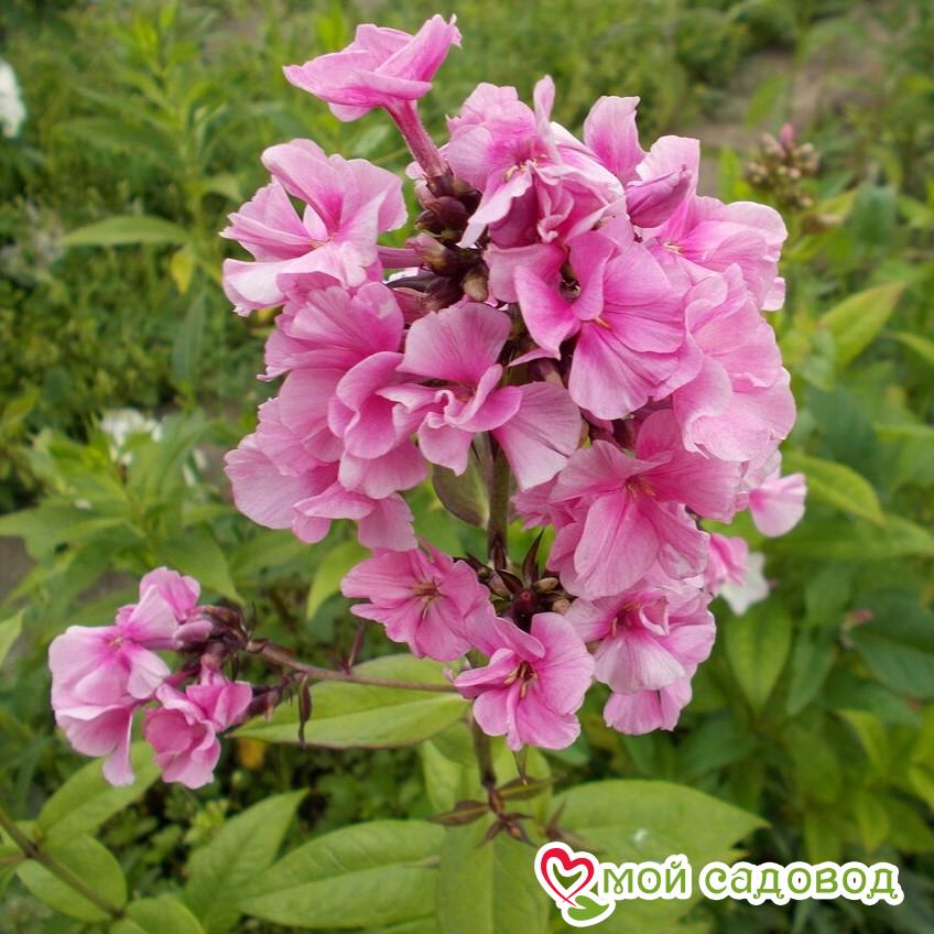 ФЛОКС МЕТЕЛЬЧАТЫЙ ЗЕНОБИЯ